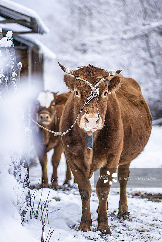 雪地上的牛图片素材