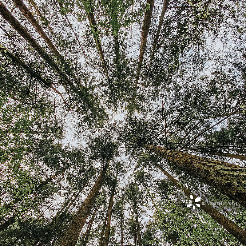 美国俄勒冈州波特兰森林中的树木的低角度景观图片素材