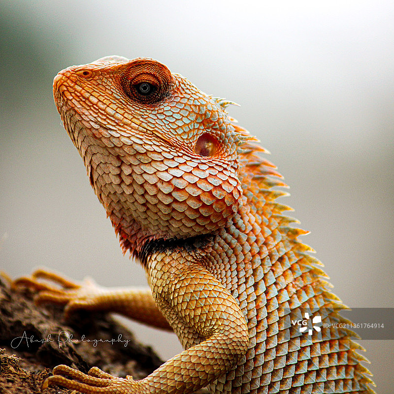 鬣蜥特写，印度卡纳塔克邦班加罗尔图片素材