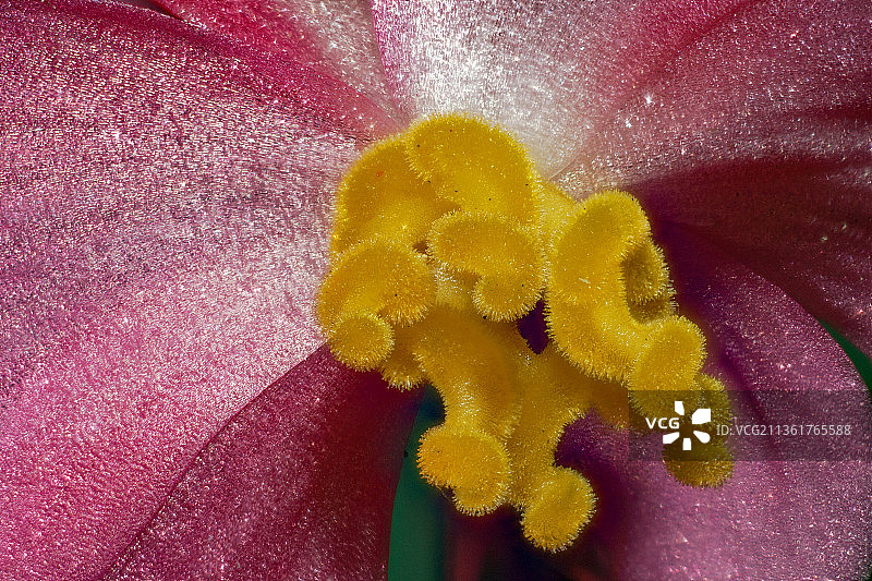 花蕊特写，湿润的紫色花朵，德国汉诺威图片素材