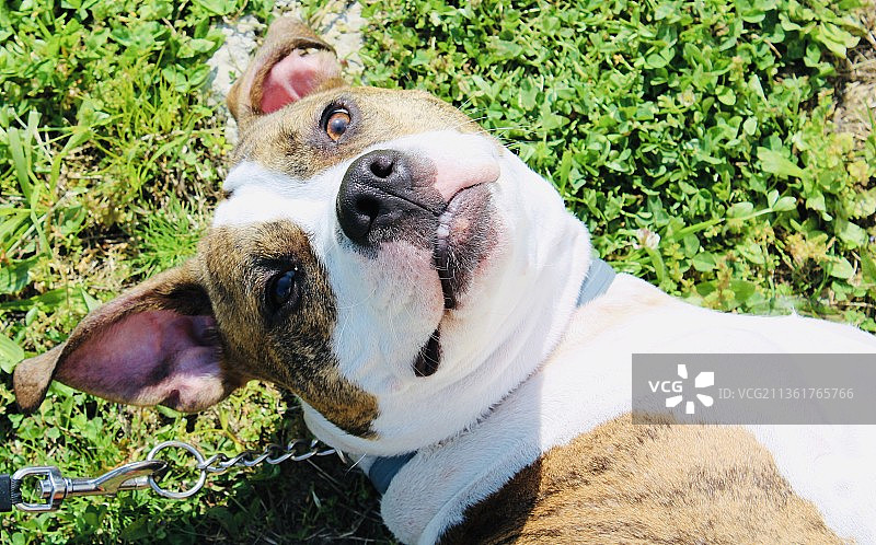 我没看到你在那儿，田野里的斗牛梗特写，美国田纳西州德拉蒙兹图片素材