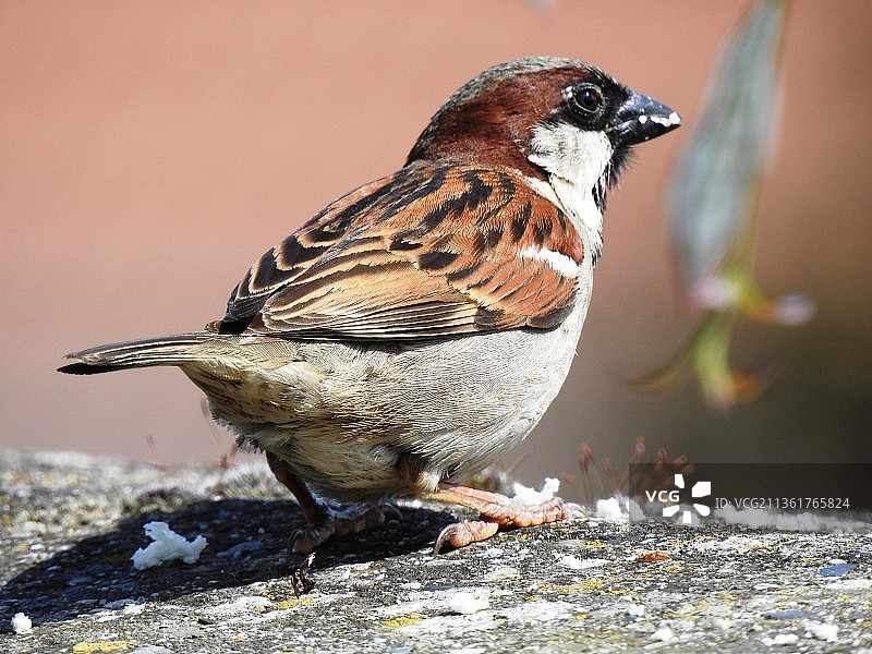 爱尔兰威克洛郡后院的鸟类活动图片素材