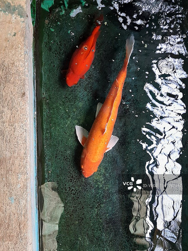 池塘中锦鲤鱼的俯视角度照片图片素材