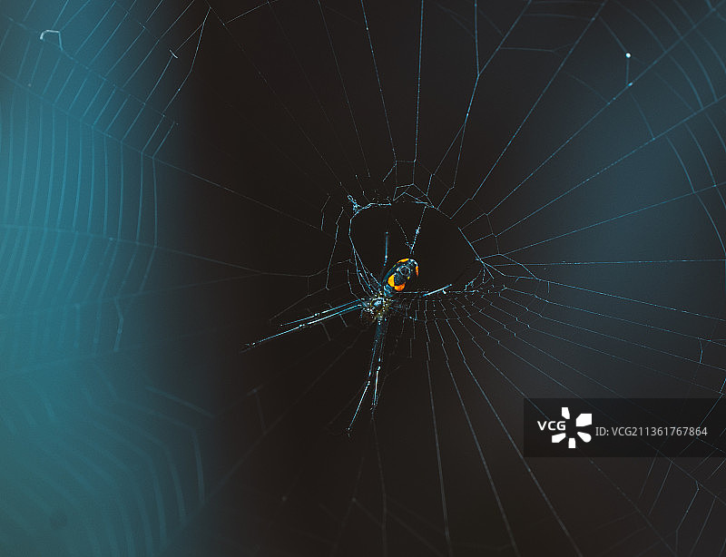 准备好的蜘蛛网，蜘蛛在网上特写图片素材