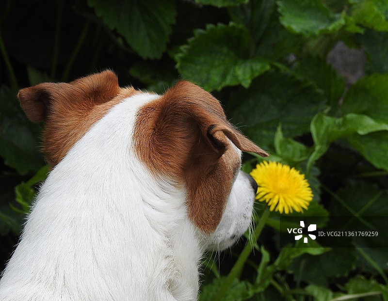 花园中的小猎犬正在嗅花图片素材