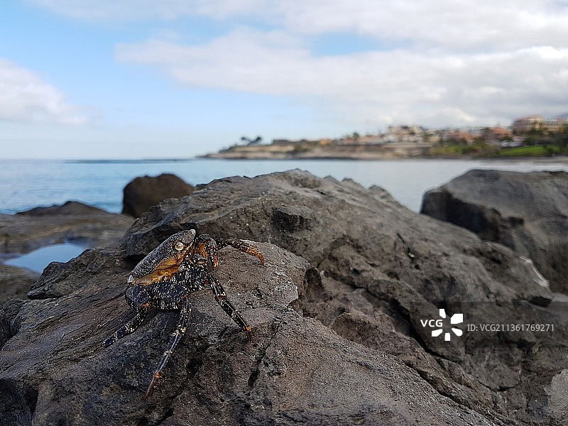 特内里费岛圣克鲁斯海滩岩石特写图片素材
