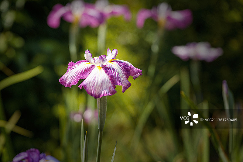 日本鸢尾，粉红色植物特写图片素材