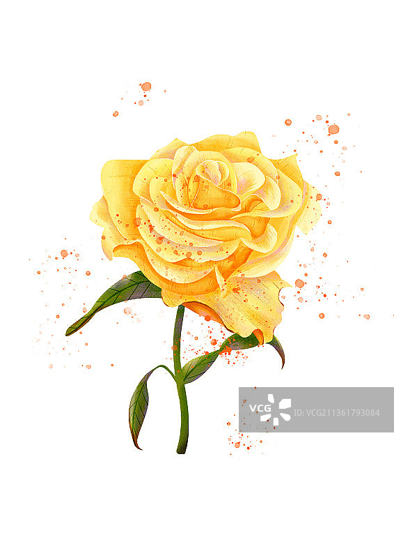 玫瑰花图片素材