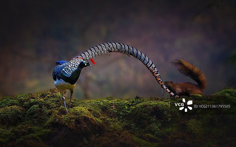 白腹锦鸟的长尾巴。。。图片素材