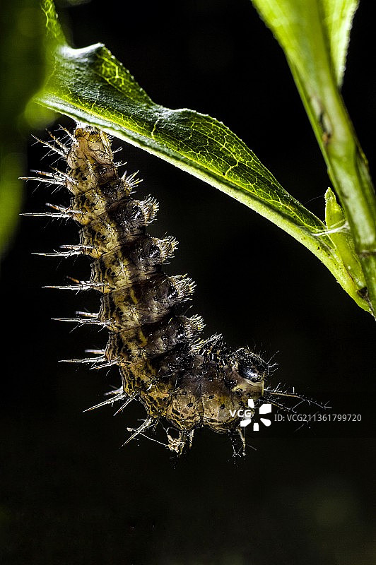 毛毛虫图片素材