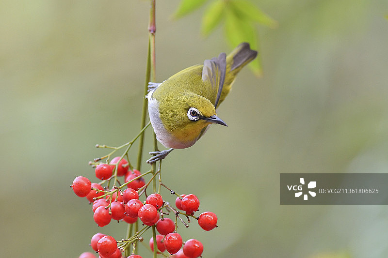 绣眼鸟图片素材