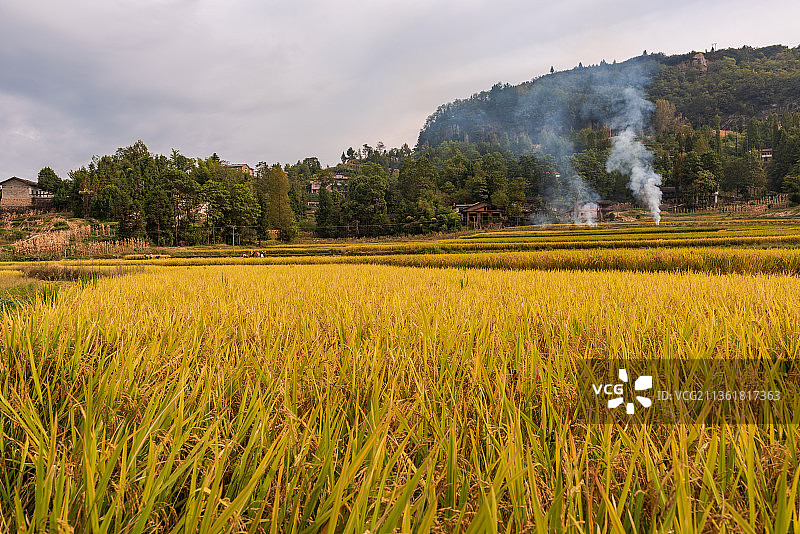 湖北利川支罗贡米丰收图片素材