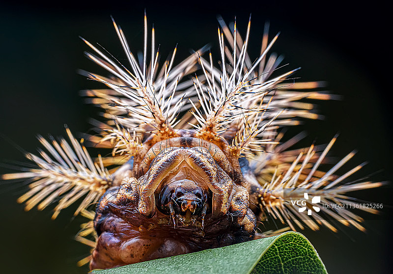 刺蛾幼虫图片素材