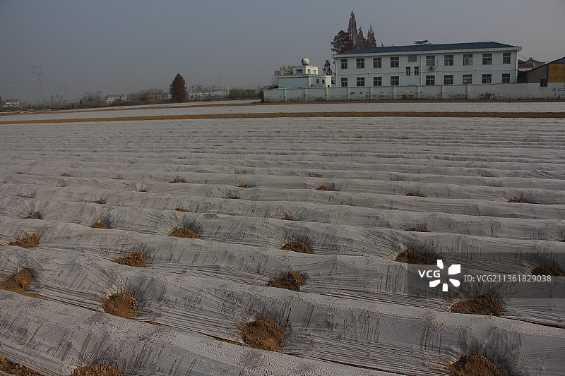 平原地膜土豆图片素材