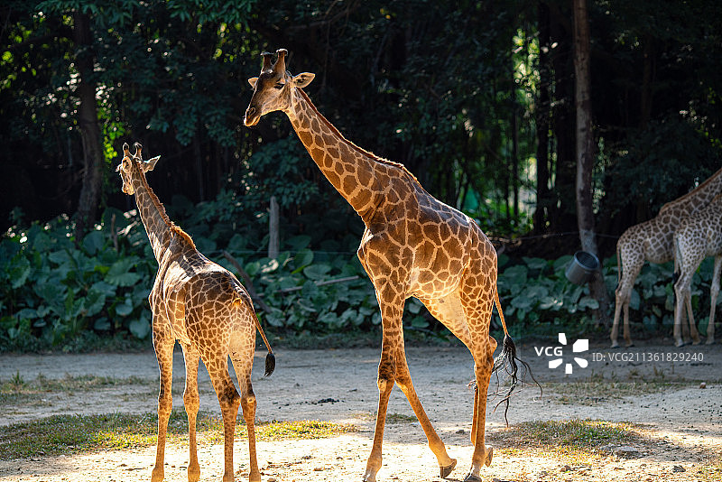 长颈鹿图片素材