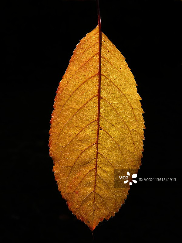 黑色背景下的干枯树叶特写图片素材