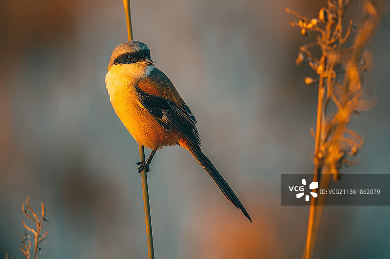 秋日鸟景图片素材