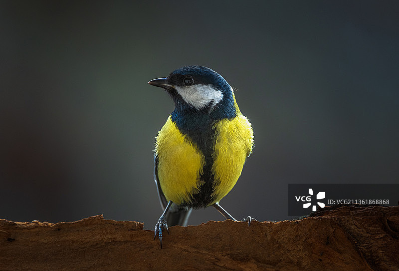 山雀栖息在岩石上特写图片素材