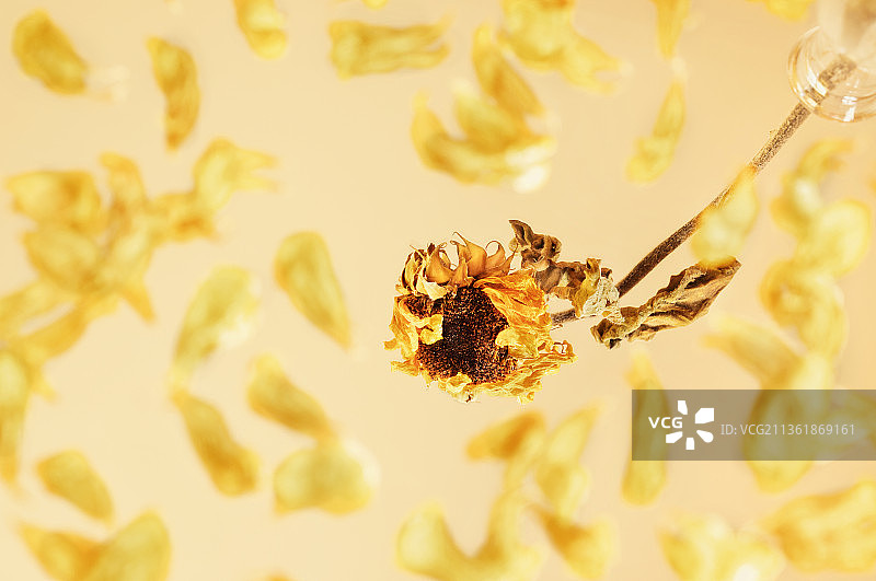 凋谢的向日葵特写，背景为黄色，意大利罗马图片素材