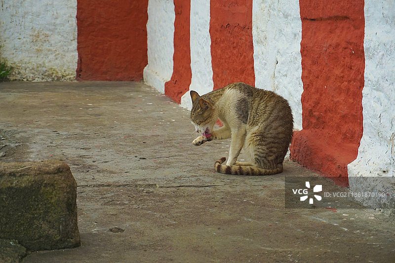 猫咪舔手指，坐在人行道上的侧视图图片素材