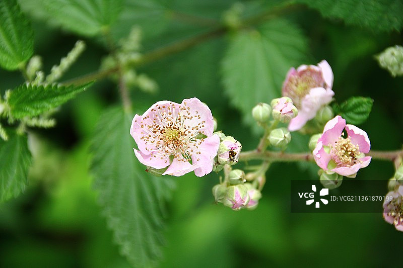 粉色开花植物特写图片素材
