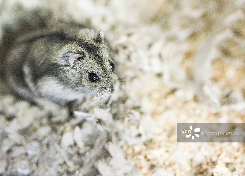 仓鼠2，岩石上的仓鼠特写图片素材