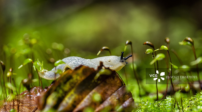 蜗牛在植物上的特写图片素材