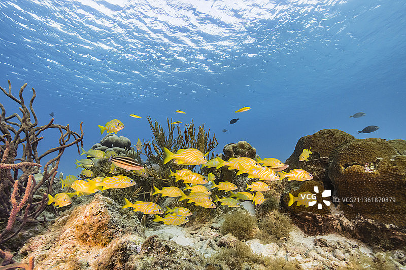 热带蝴蝶面具蝶鱼在海中游泳的低角度视图图片素材
