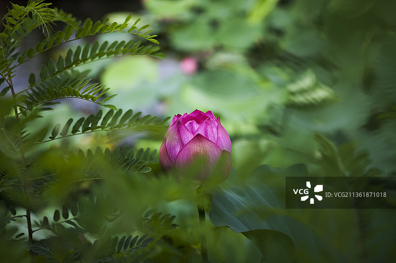 粉色莲花睡莲特写，日本上野图片素材