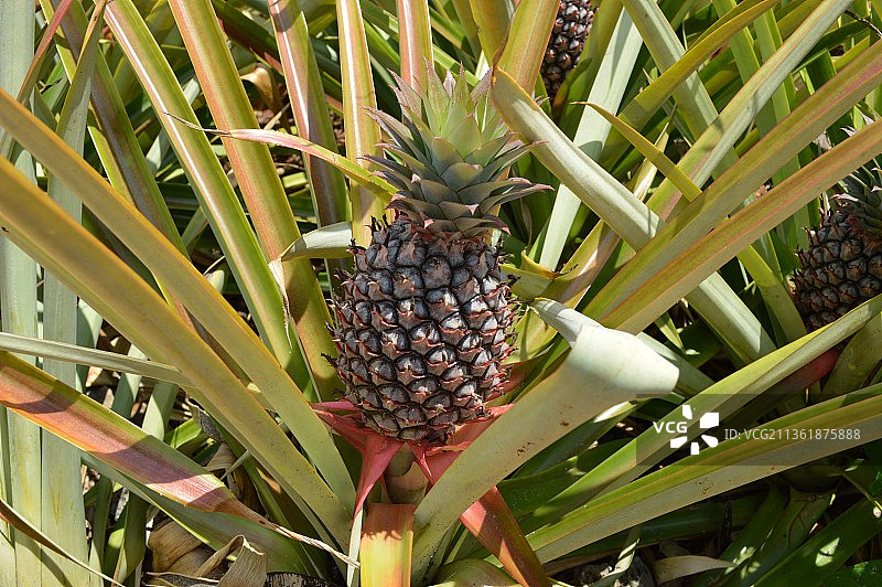 生长在植物上的菠萝特写图片素材