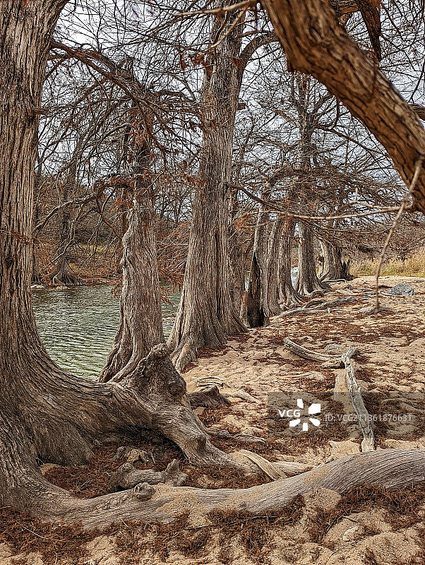 排列成行准备拍摄的树木图片素材
