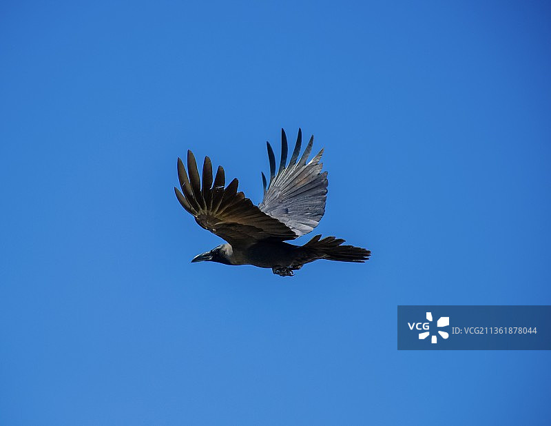 蓝天背景下飞翔的乌鸦（低角度拍摄）图片素材