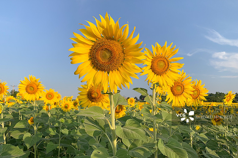 田野上，黄色向日葵的特写图片素材