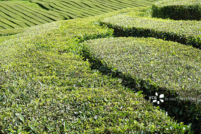 茶园风光图片素材