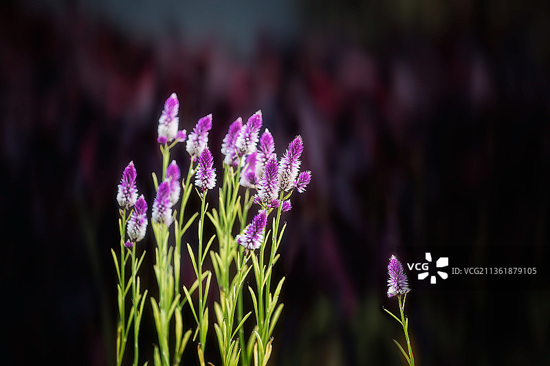 鸡冠花图片素材