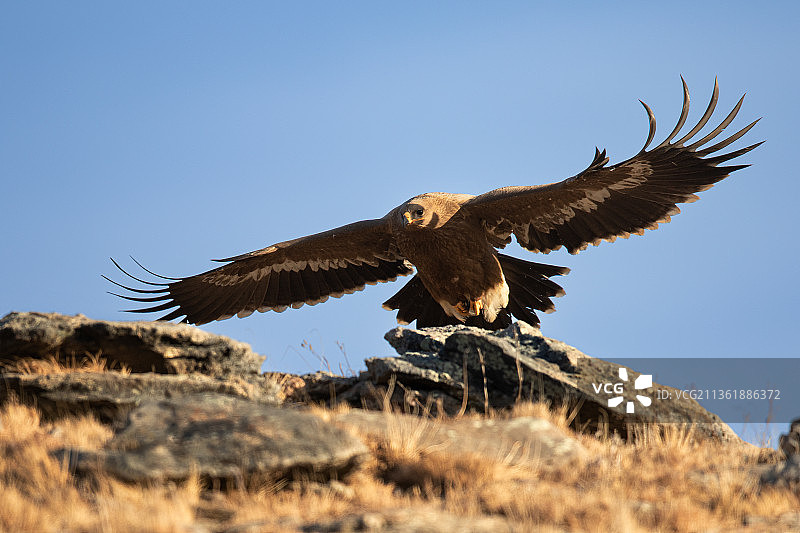 大鹏展翅-草原雕图片素材