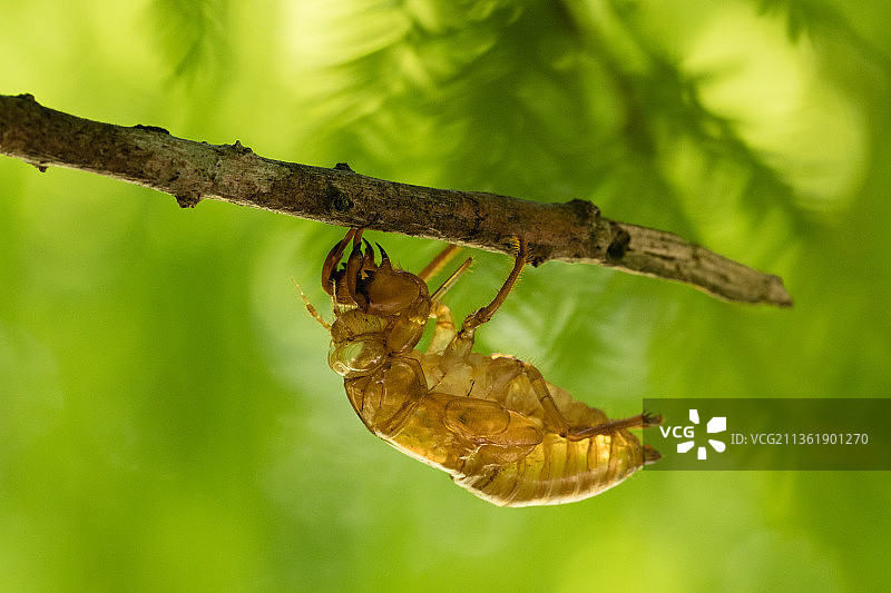 Reborn，植物上的昆虫特写图片素材