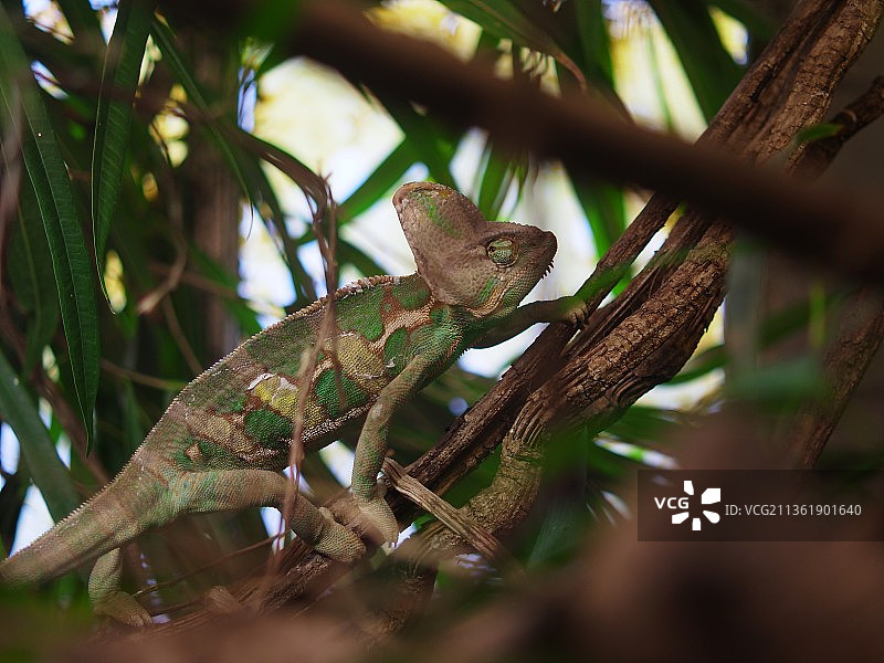树上的蜥蜴特写，树上的变色龙特写图片素材
