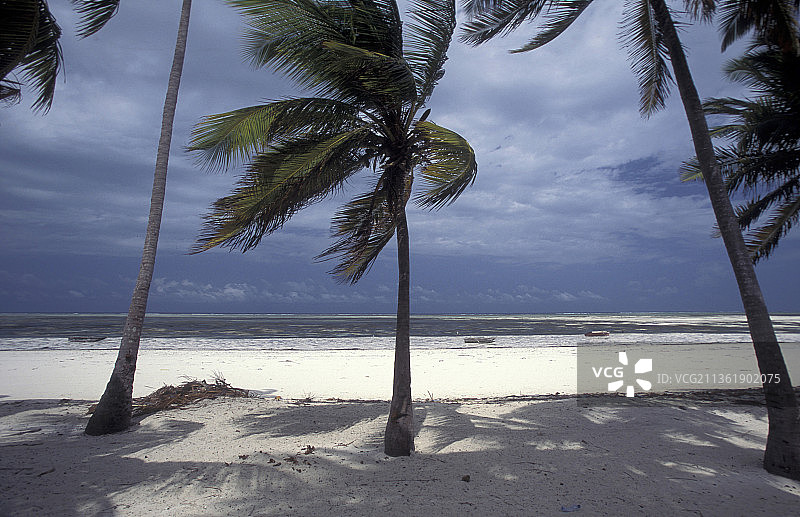 桑给巴尔布维尤东海岸景观：海滩棕榈树的风景图片素材