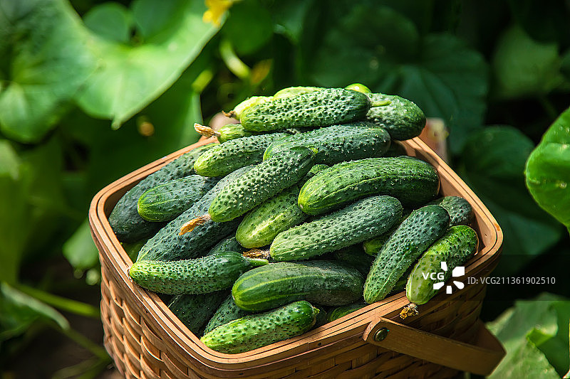 篮子里的丰收黄瓜特写图片素材