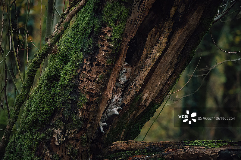 森林中树干上的棕色猫头鹰特写图片素材