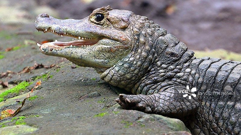 侏儒鳄鱼，鬣蜥特写图片素材