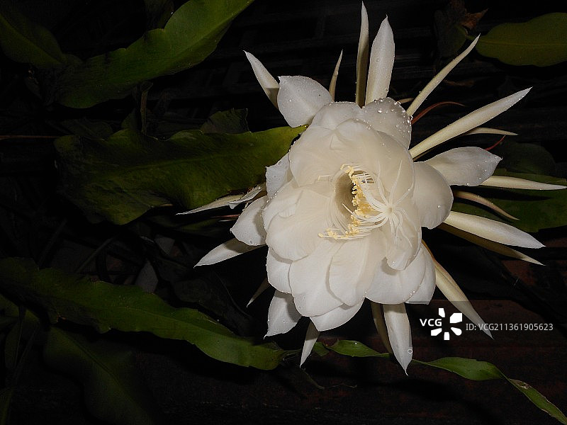 梵天莲特写图片素材