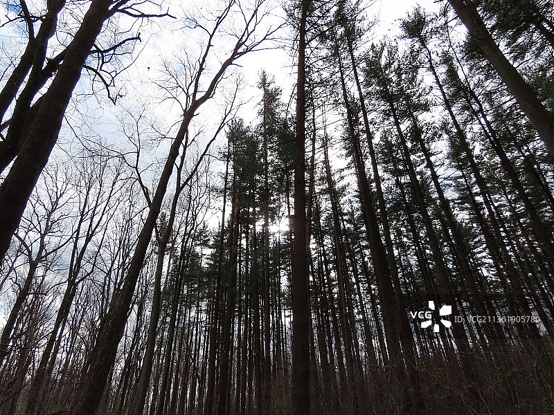 森林中竹树的低角度视图图片素材