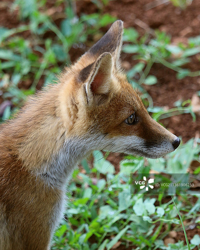 红色狐狸幼崽的侧面特写，站立在田野上图片素材