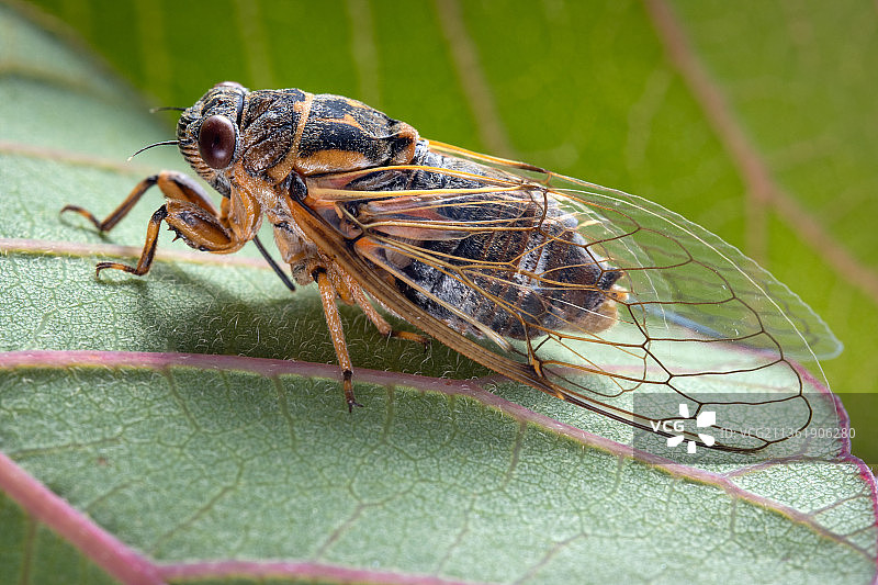 俄罗斯叶子上的昆虫特写图片素材