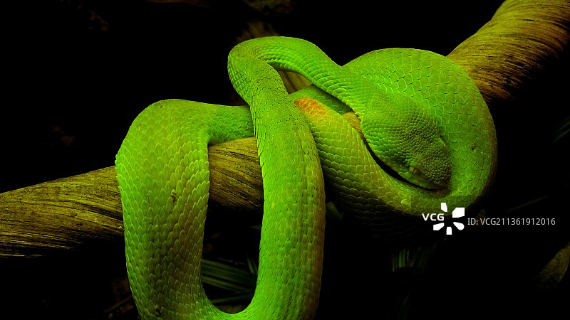 黑色背景树枝上的蛇特写图片素材