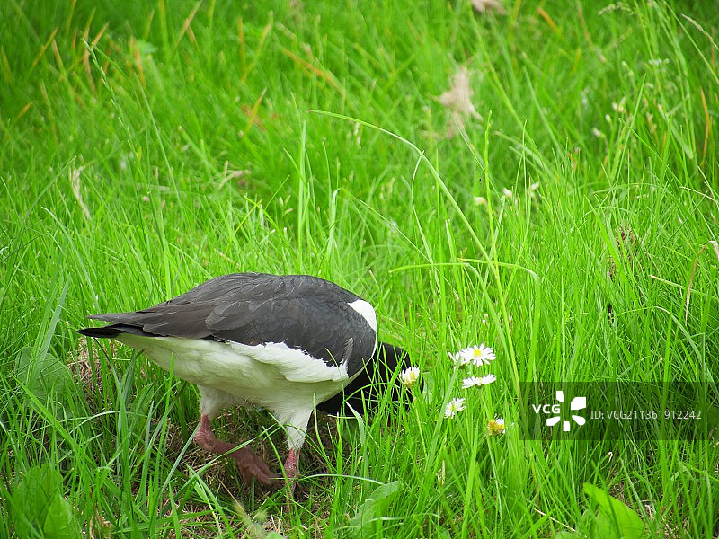 蛎鹬栖息在草地上的特写图片素材