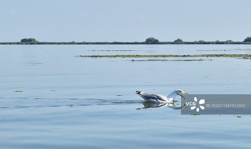 多瑙河三角洲 - 游泳的海鸥，栖息在湖上的海鸥侧视图，罗马尼亚图片素材