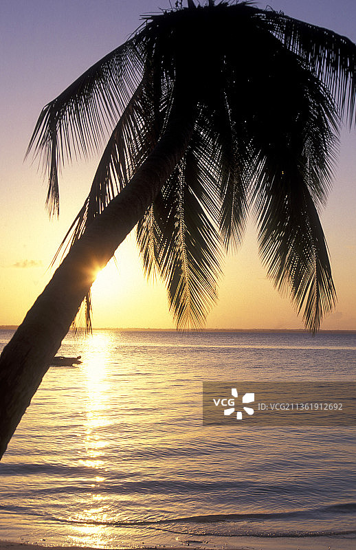 日落时分桑给巴尔布韦朱东海岸的棕榈树剪影图片素材